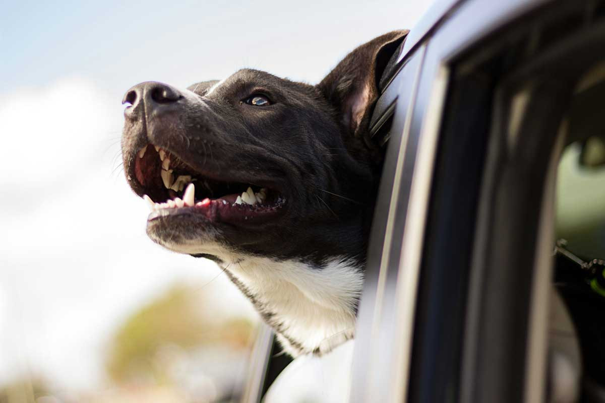 Pes v autě - jak na přepravu zvířete